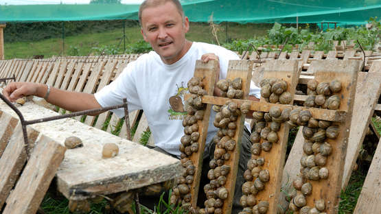 Voir la fiche L'escargot des Sarradelles